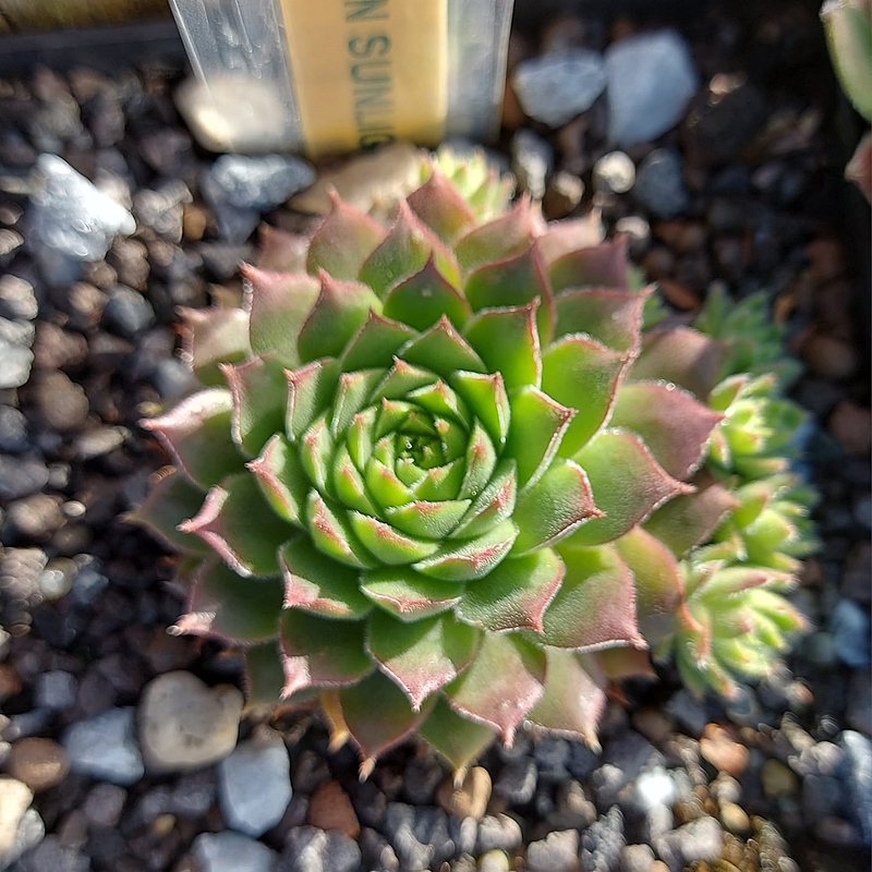 Golden Sunlight