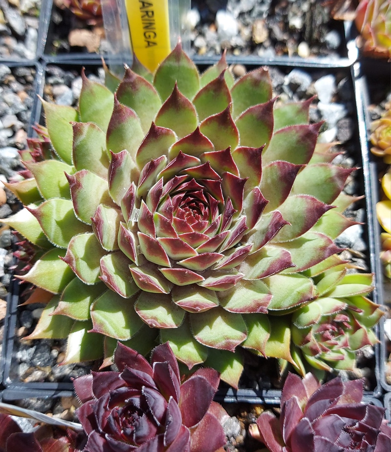 Maringa