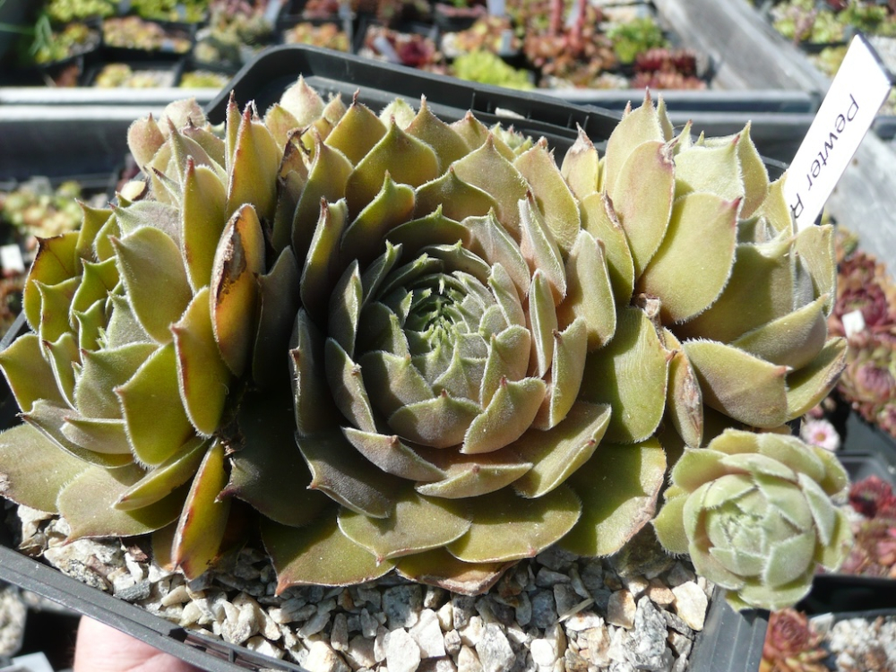 Pewter Rose