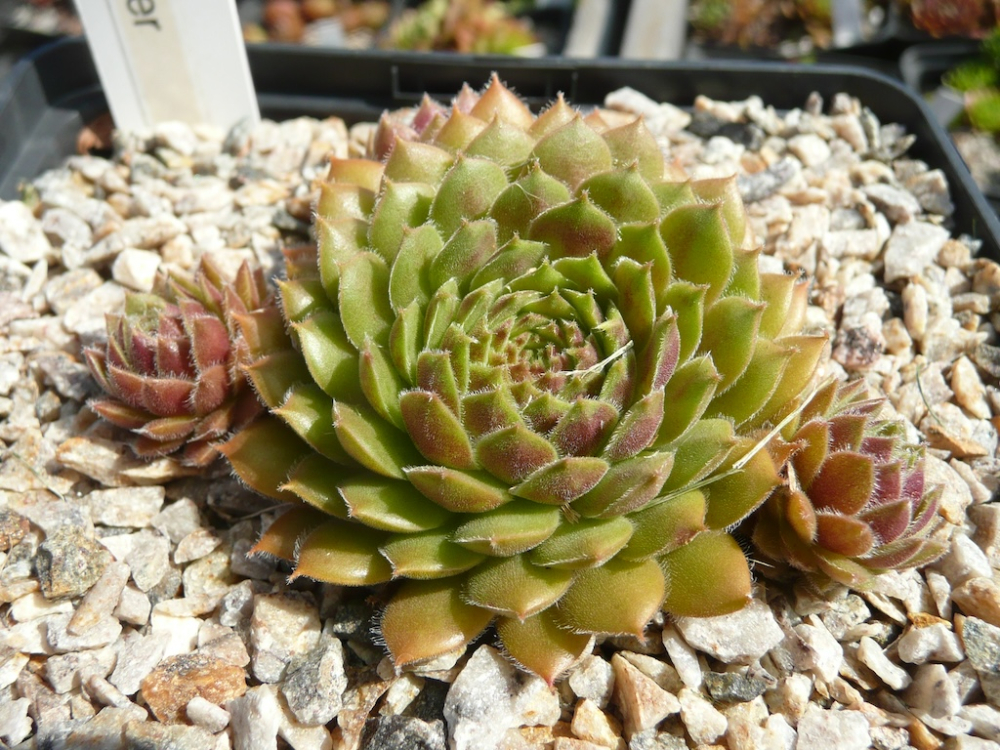 Claquer (NNG)