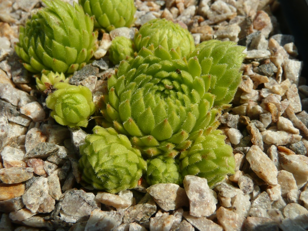 Coccinella (NNG)