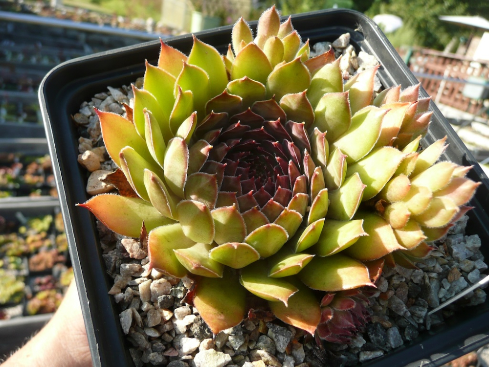 Korspelse Devillia