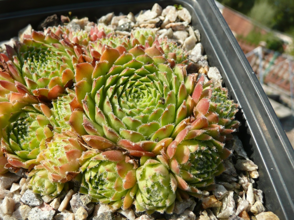 Korspelse Galba