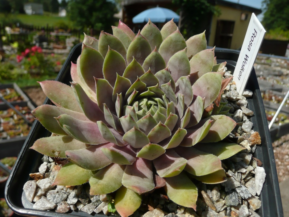 Rosa Wolken (NNG)