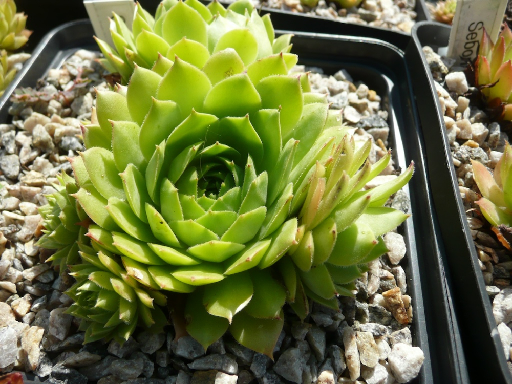  Sunlight Spot (NNG)