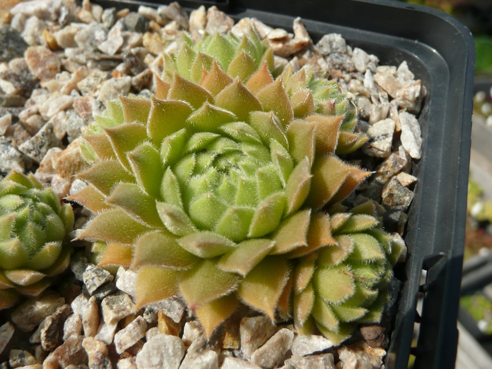  Grizzle Velvet (NNG)