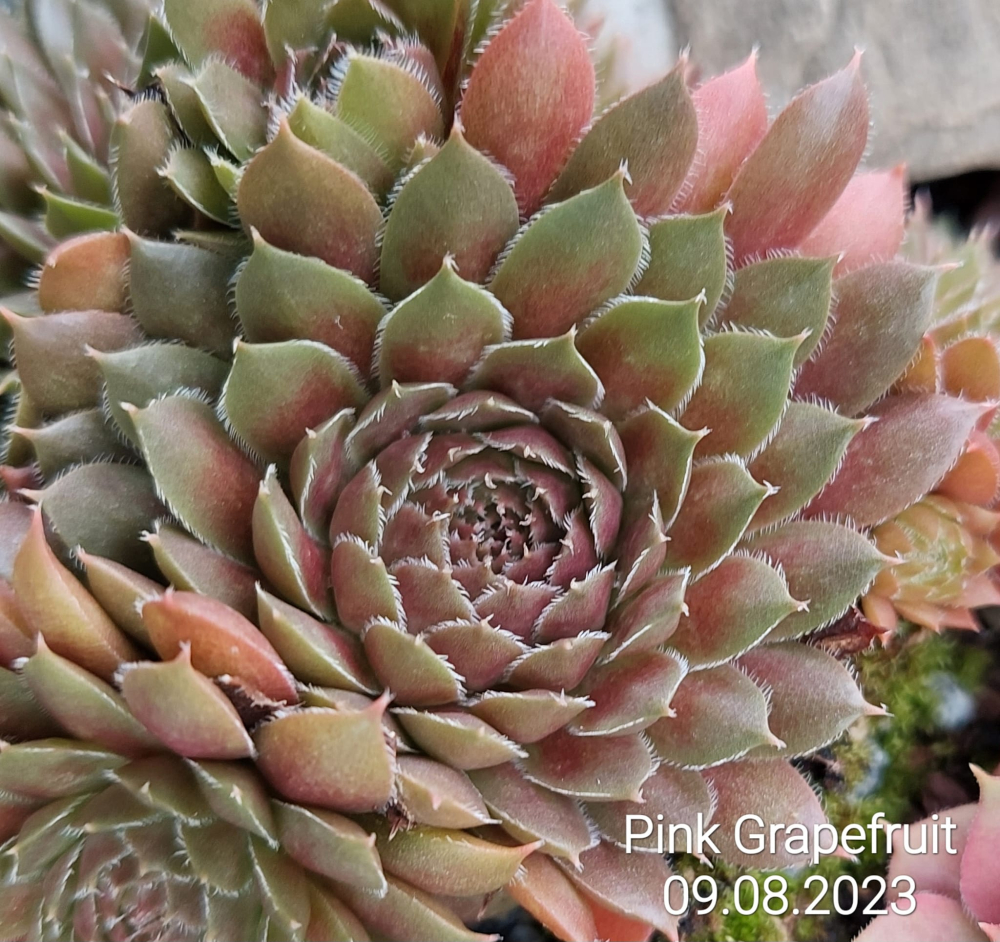 Pink Grapefruit