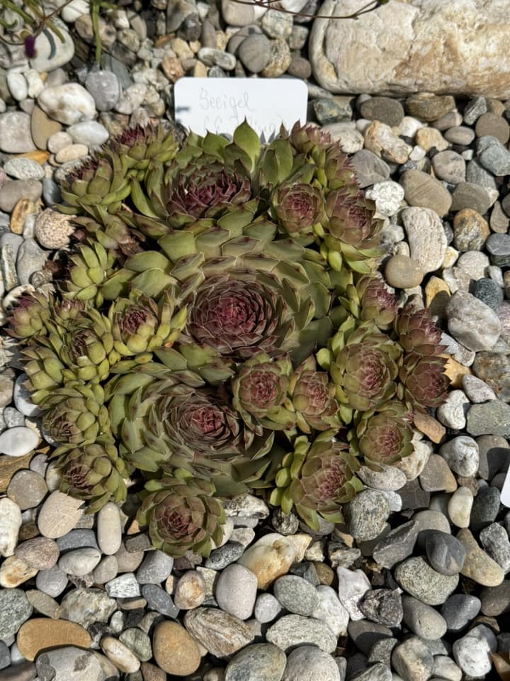 Seeigel