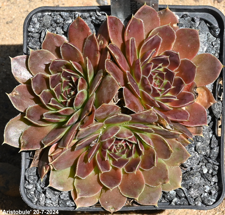 Aristobule / Jovi