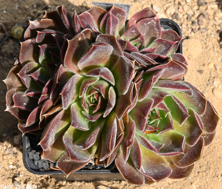 Ilanit / Jovi