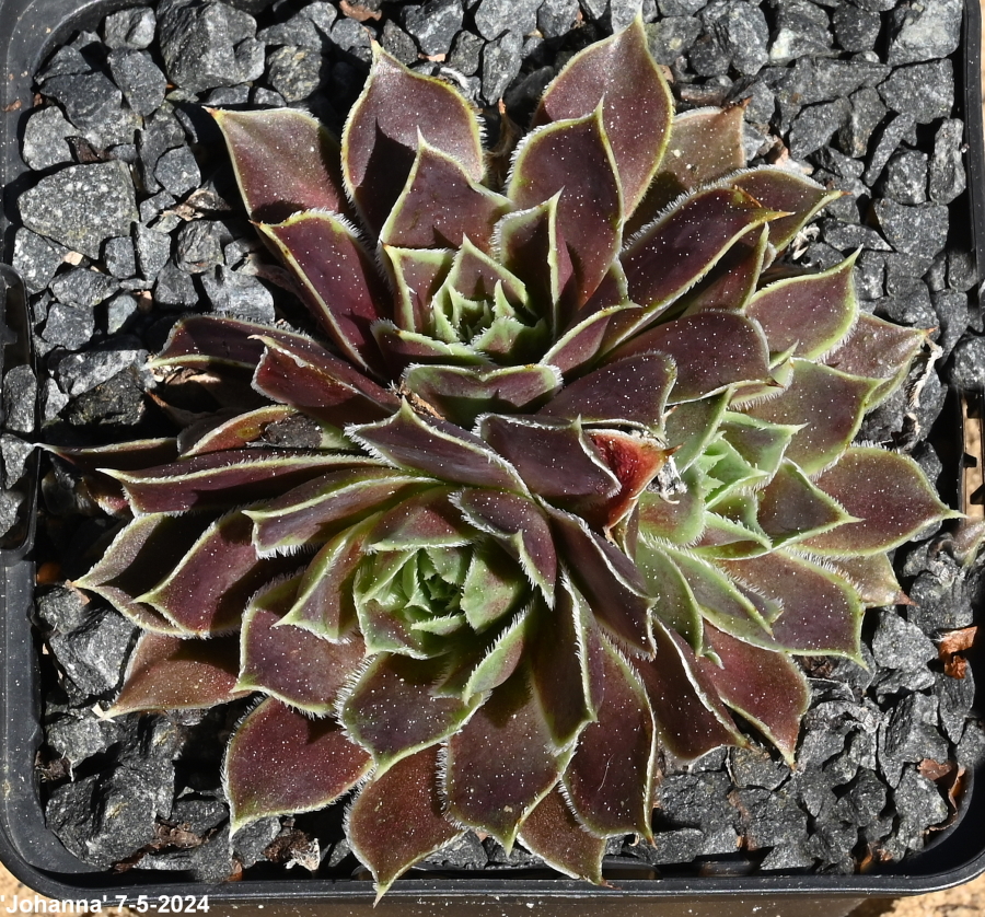 Johanna / Jovi