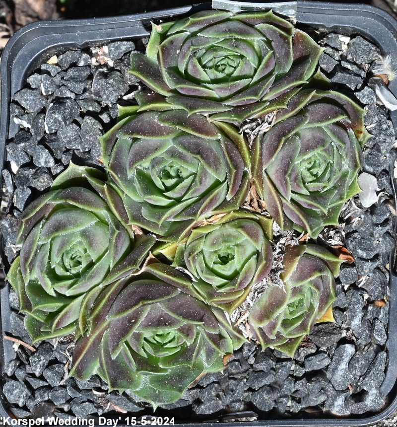 Korspel Wedding Day / Jovi