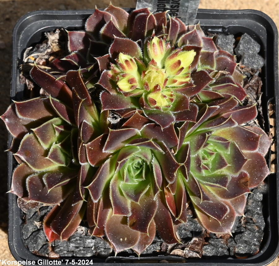 Korspelse Gillote / Jovi