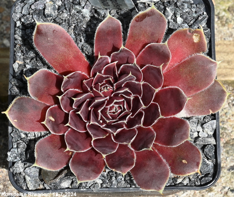 Korspelse Riwanon / Jovi