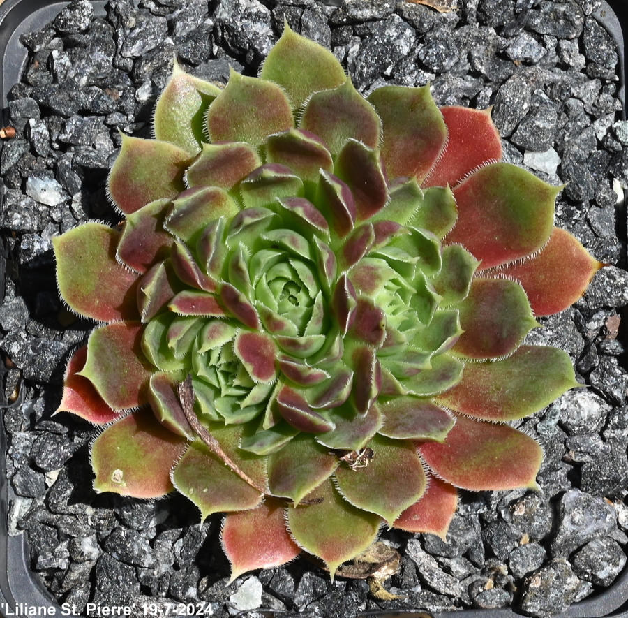 Liliane St. Pierre / Jovi