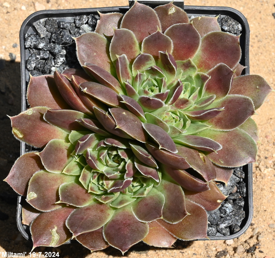 Miltami / Jovi