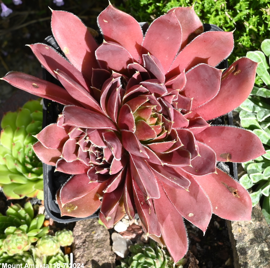 Mount Amukta / Jovi