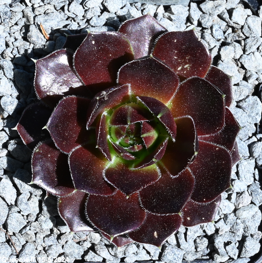 Queenie / Jovi ( II )