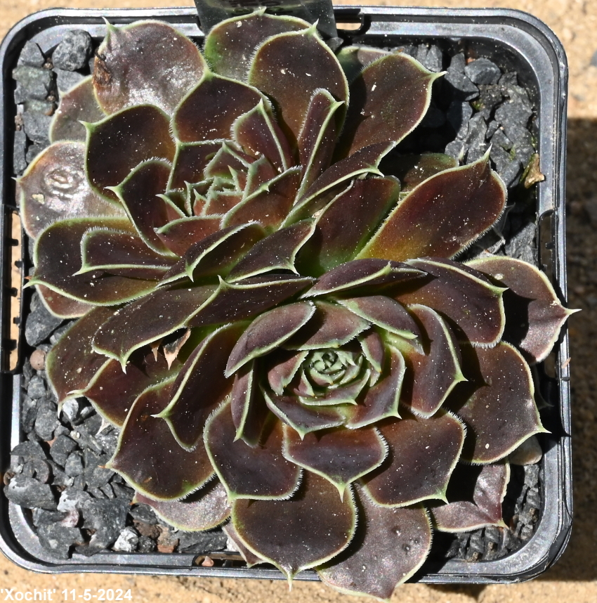 Xochit / Jovi