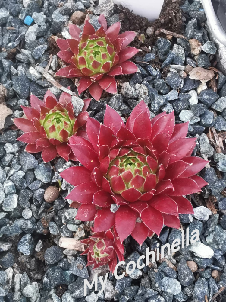 My cochinella (NNG)