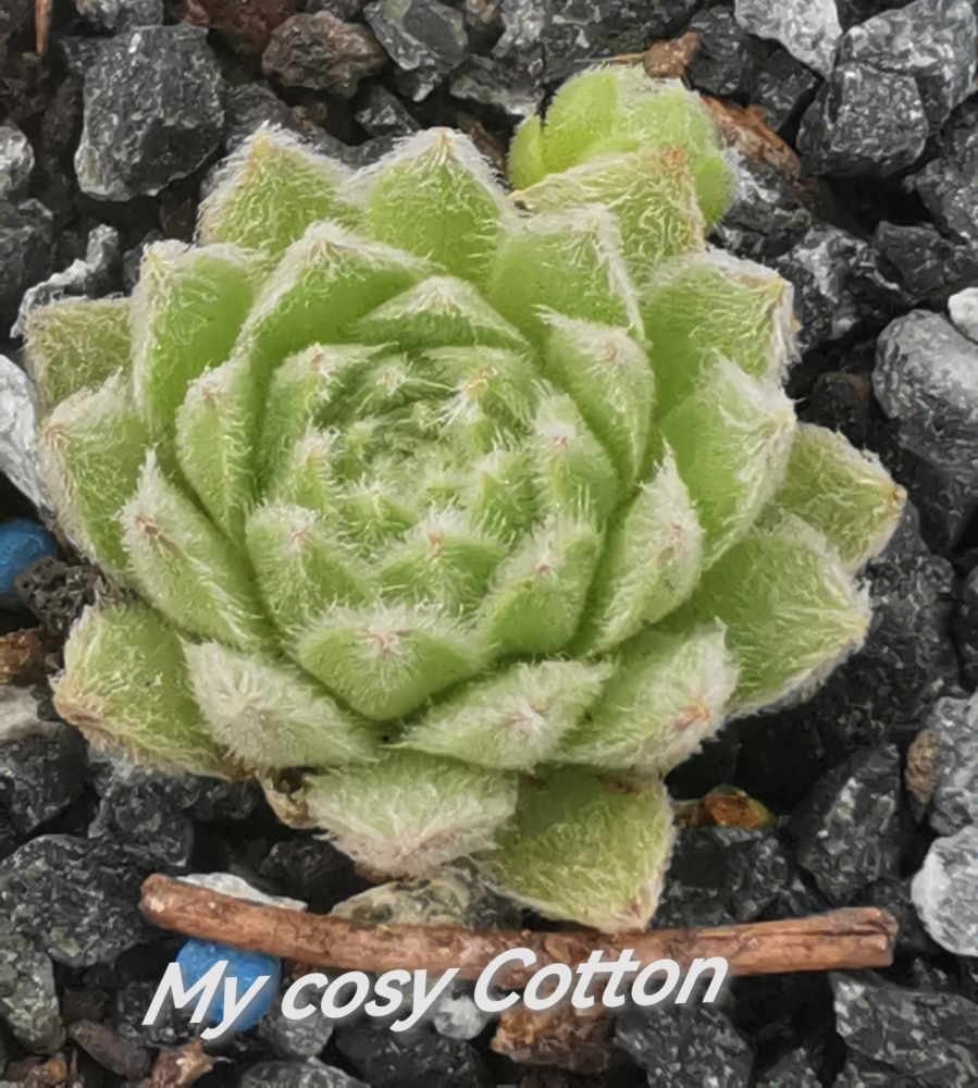 My cosy Cotton (NNG)