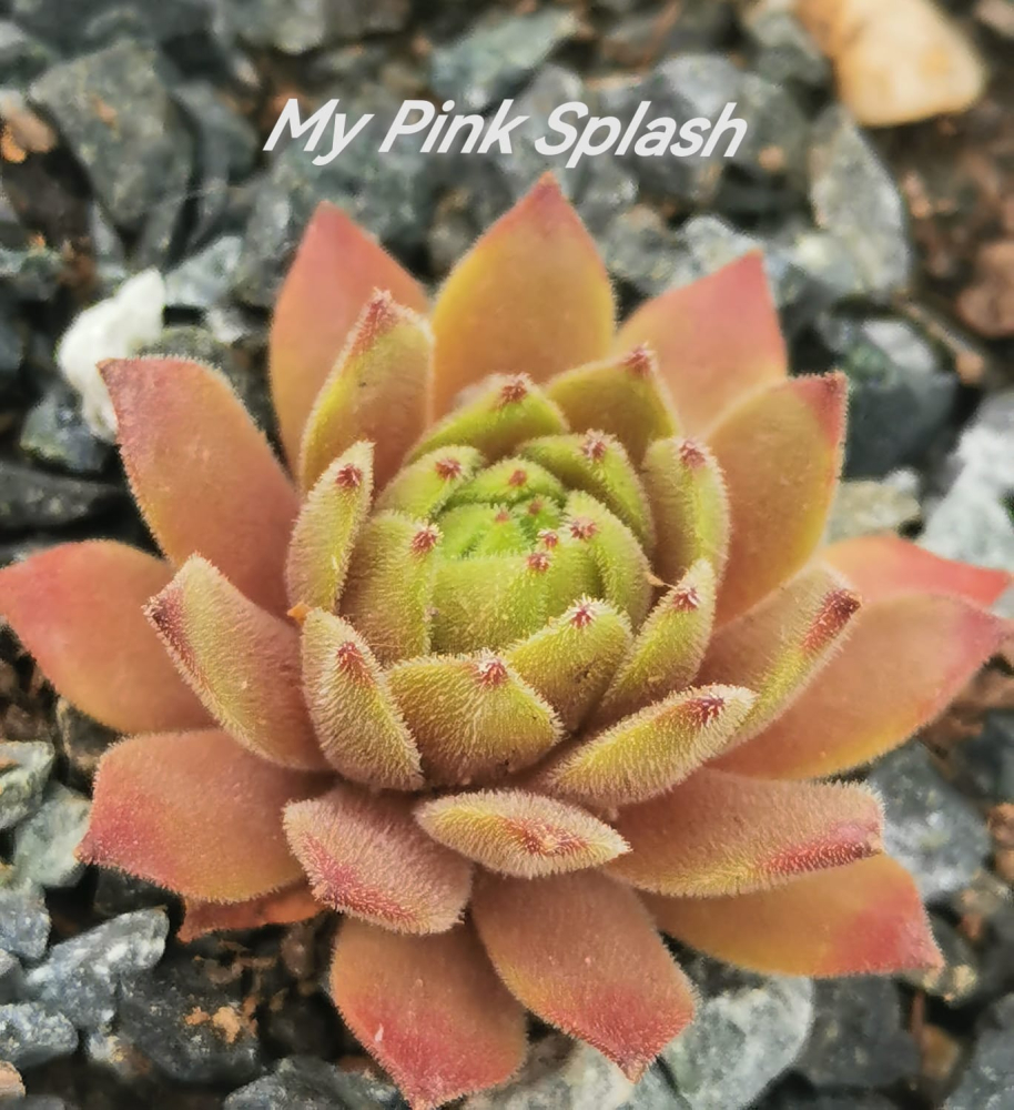My pink Splash (NNG)