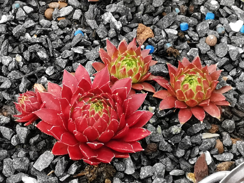 My cochinella (NNG)