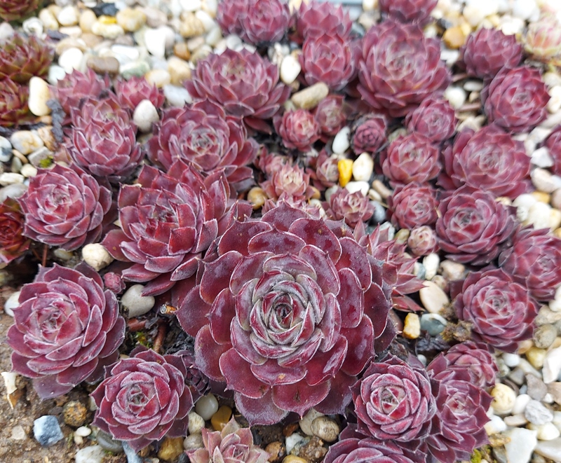 Belladonna
