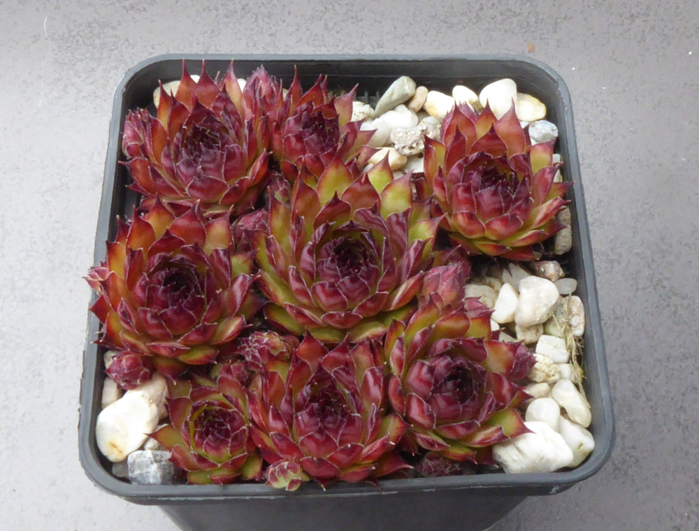 Black Forest Campfire