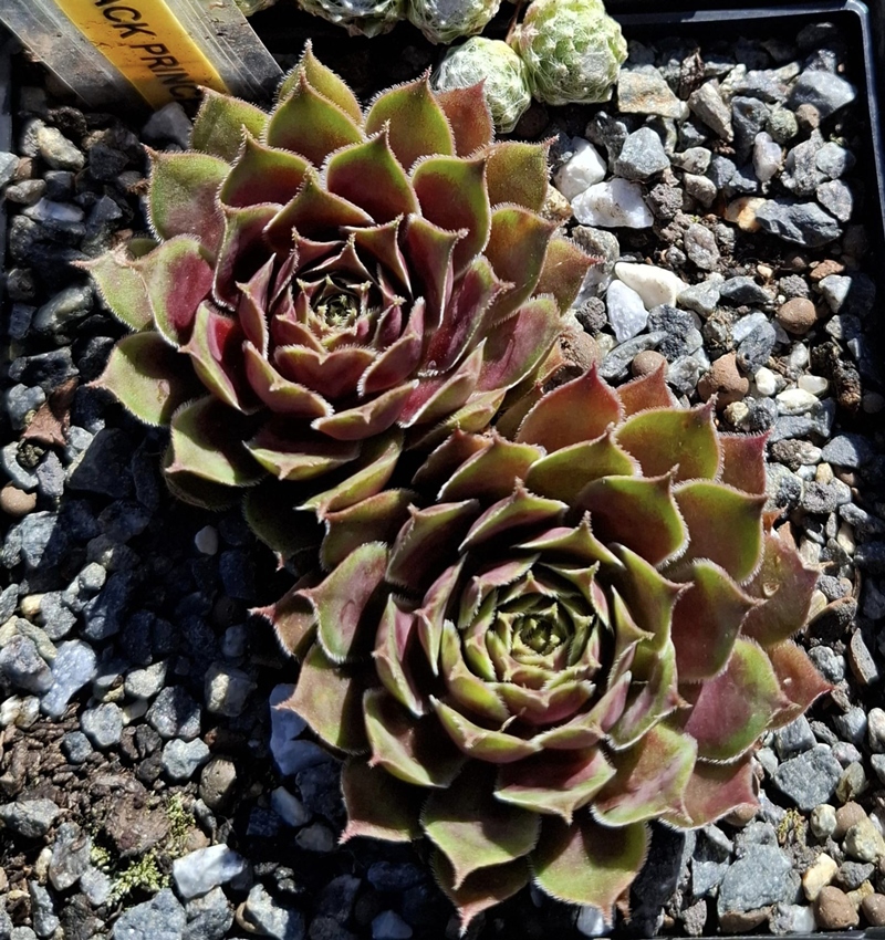 Black Prince