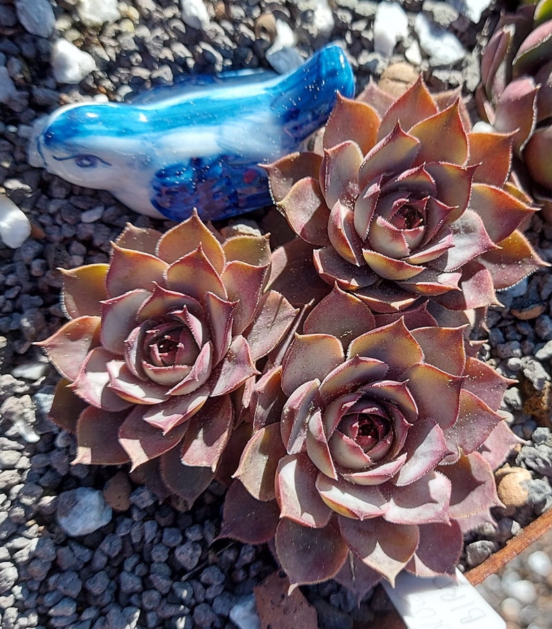 Blue Bird