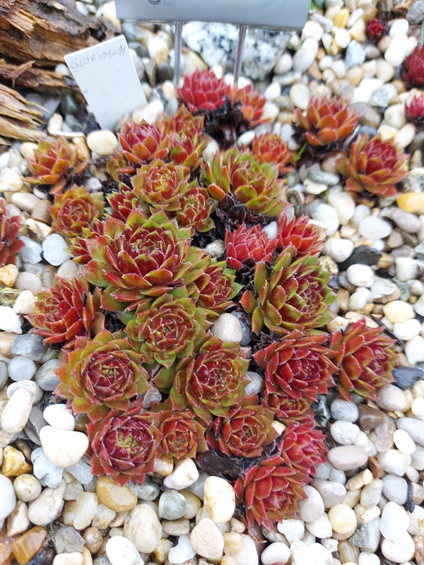Gloriosum