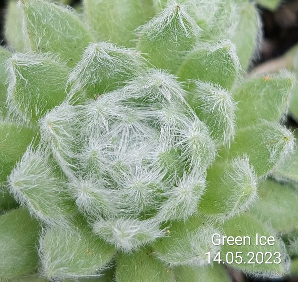 Green Ice