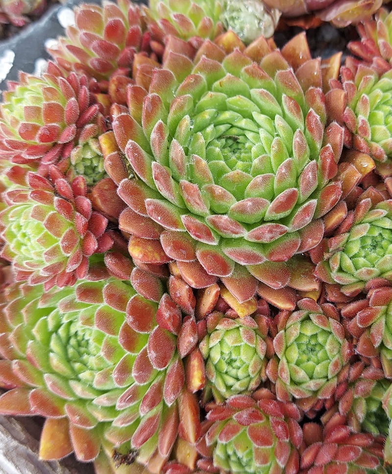 Gummibärchen