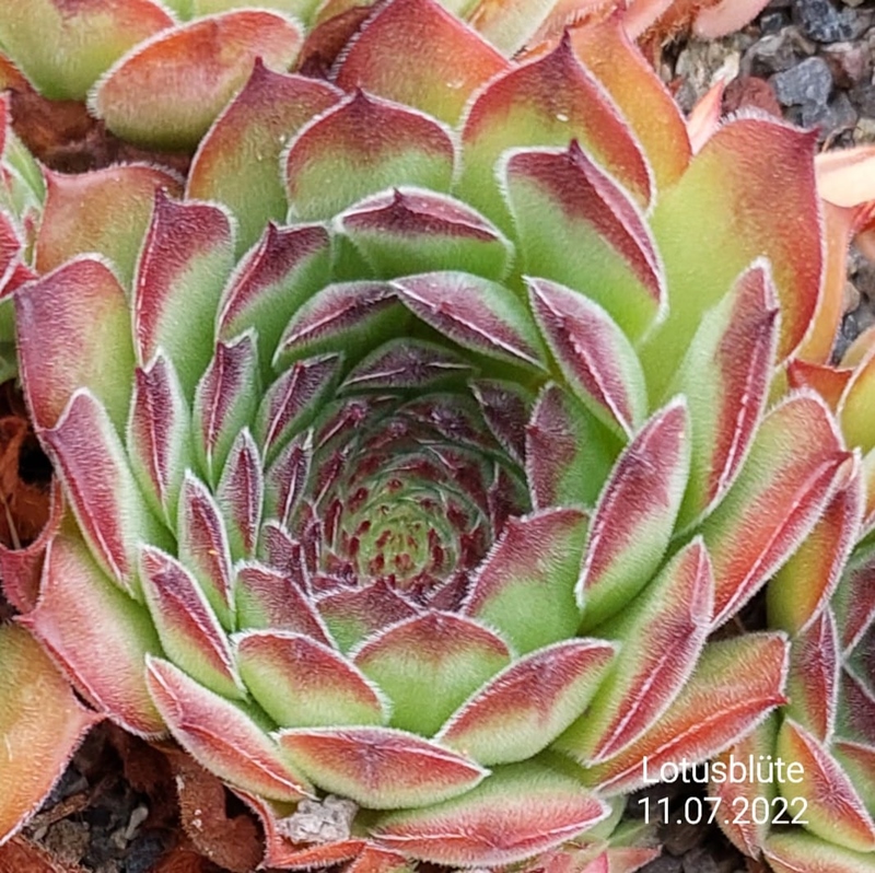 Lotusblüte