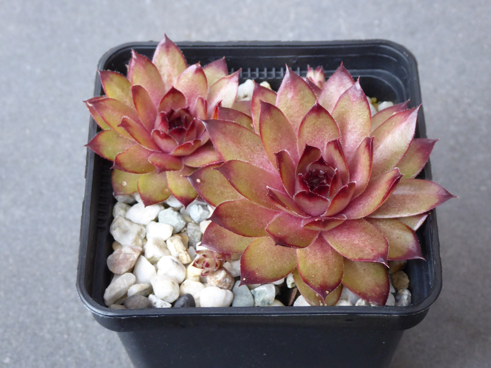 Lynn's Campfire (NNG)