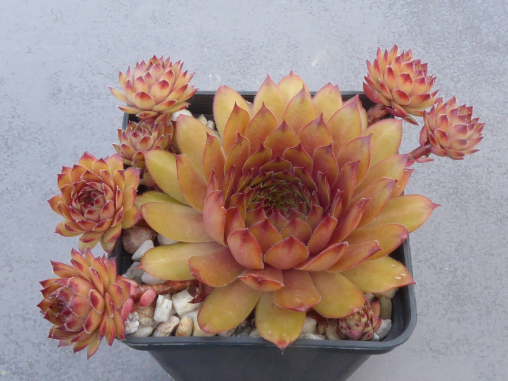 Lynn's Campfire (NNG)