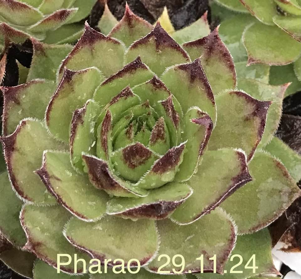 Pharao (NG)