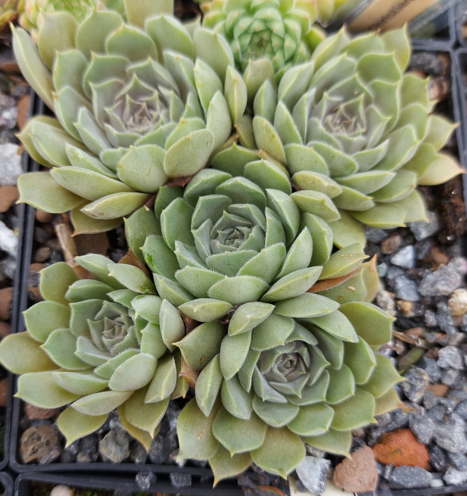 Pilti