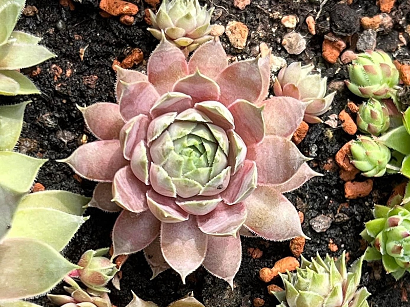 Pink Paloma (NNG)