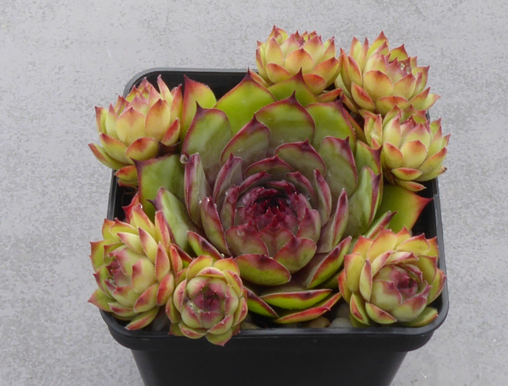 Pirol