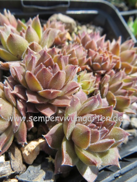 Baby Blush