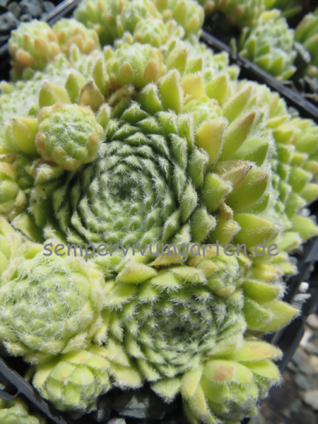 Green Ice