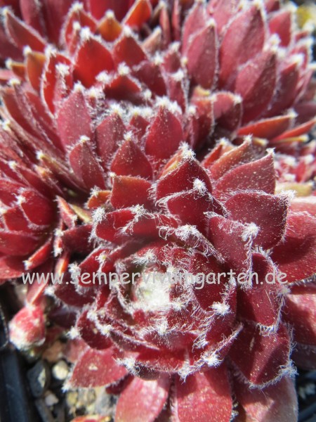 Iced Burgundy