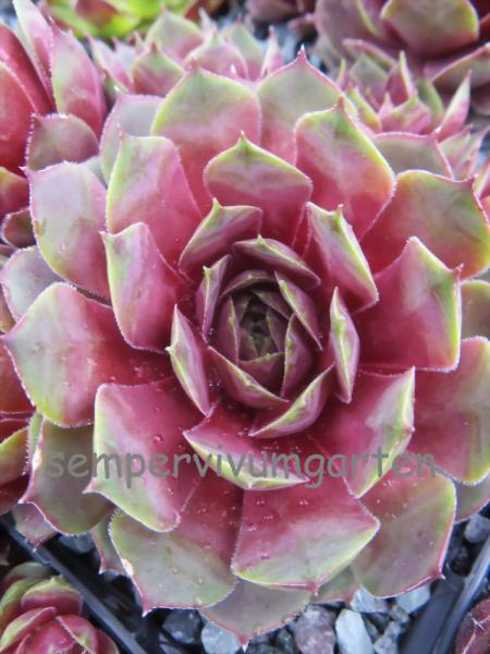Little Pink Rosebud