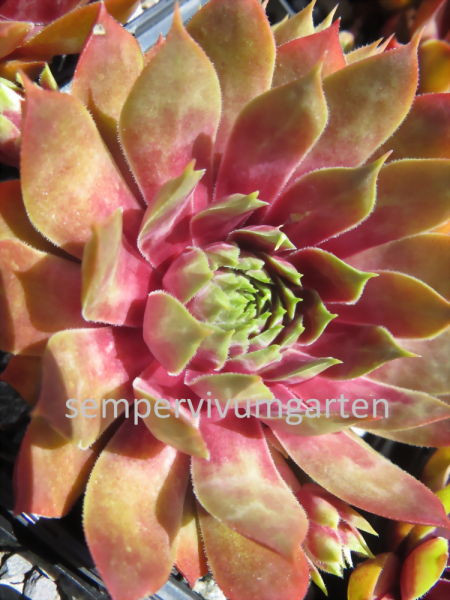 Pink Dazzler