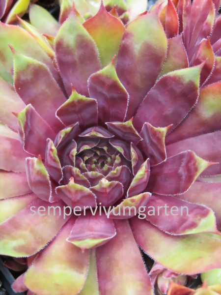 Purple Dazzler