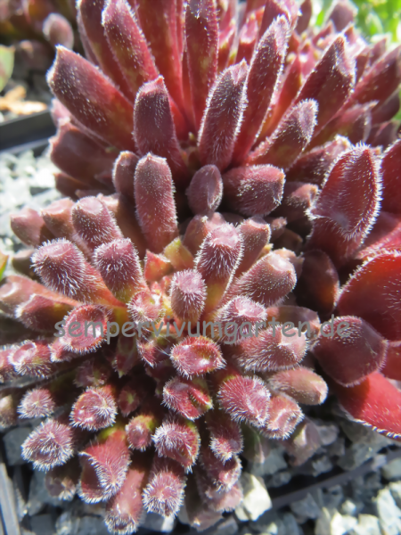 Red Oddity