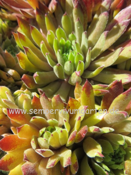 Sunray Stryder