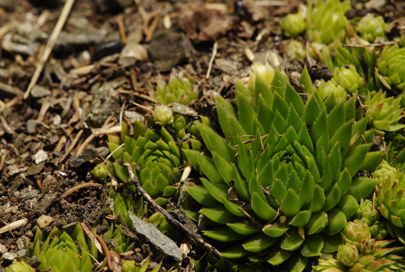 globiferum ssp. arenarium from Gebreite